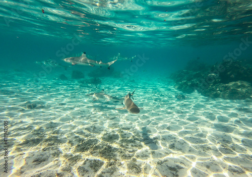 Plongée avec des requins à Taha'a, Polynésie française