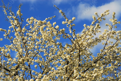 Wallpaper Mural Spring flowers Torontodigital.ca
