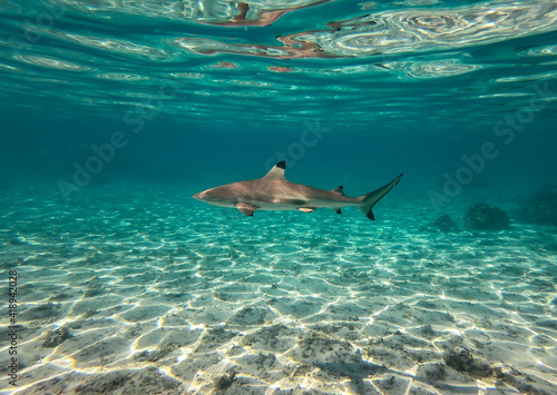 Requin de lagon à Taha'a, Polynésie française