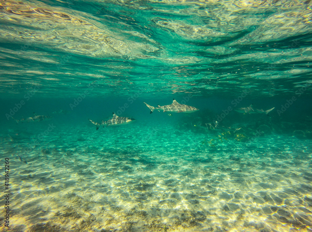 Requins de lagon à Taha'a, Polynésie française