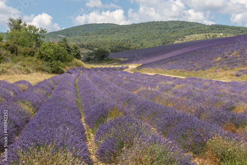Lanes of Lavender in a field in the provence in France, Europe