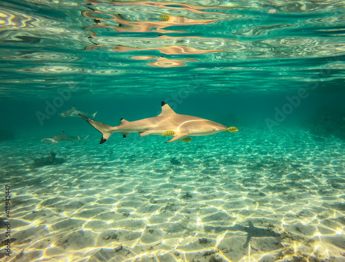 Requin de lagon à Taha'a, Polynésie française © Atlantis