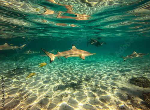 Plongeur au milieu des requins, lagon à Taha'a, Polynésie française photo