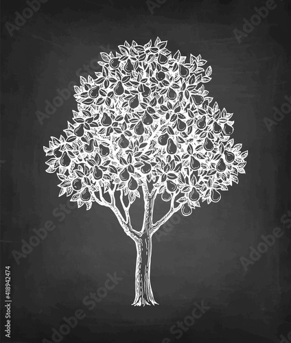 Chalk sketch of pear tree.