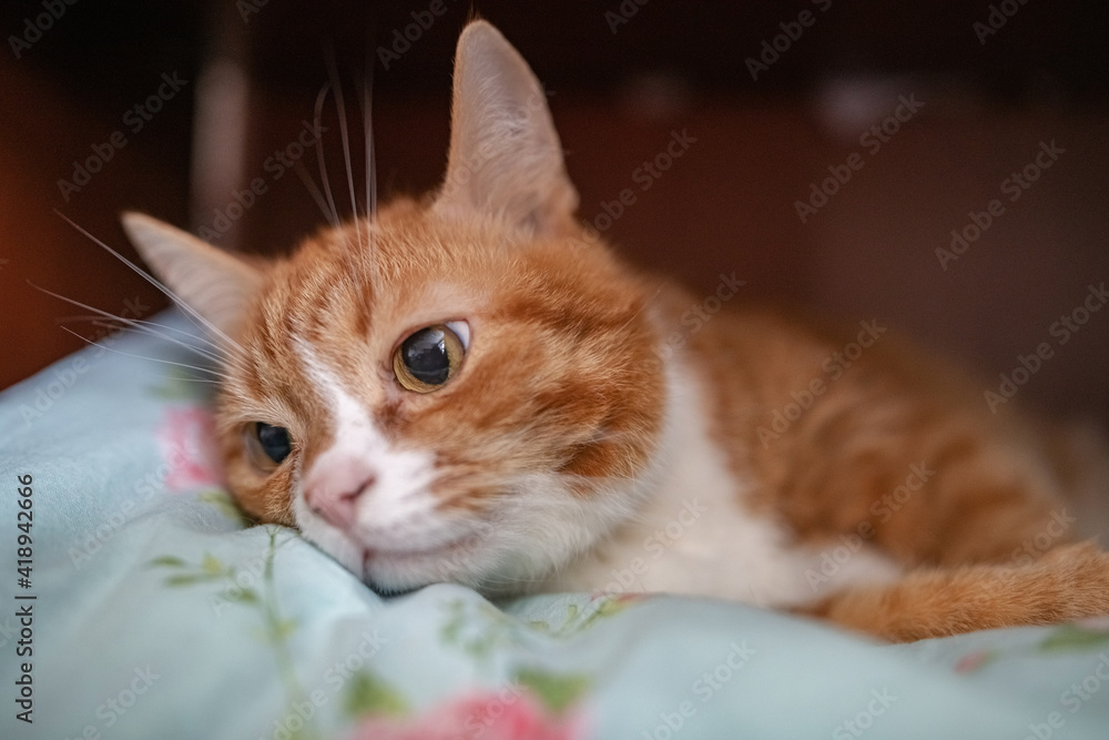 Obraz premium A domestic red-haired old cat is in the closet.