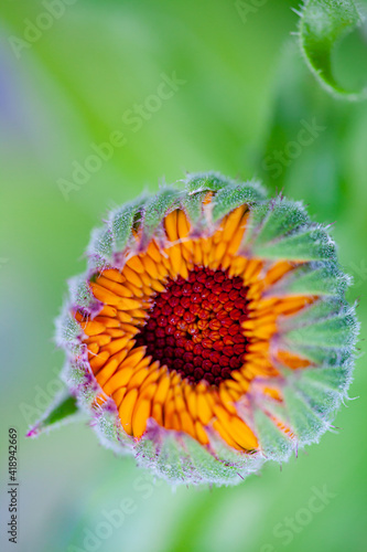 Close-up of the bud of a marigold  calendula  in top view with blurry background