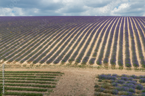 Lanes of Lavender in a field in the provence in France  Europe