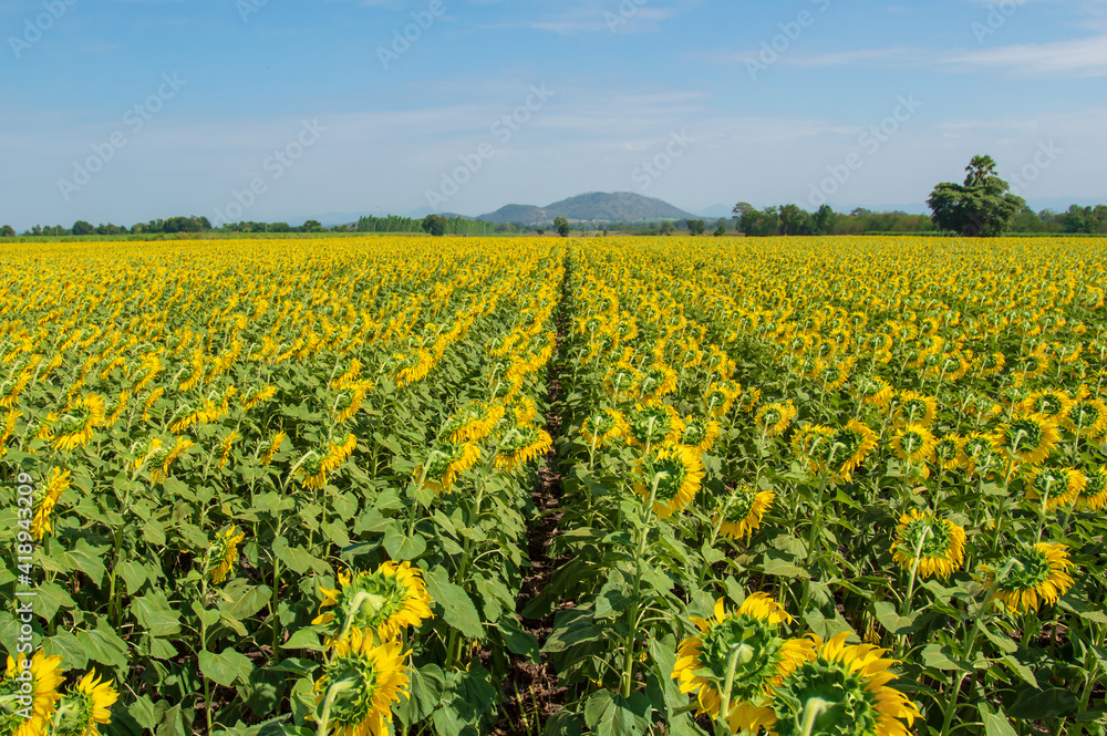 Endless field of yellow sunflowers in front of mountain at morning.Fields with an infinite sunflower. Agricultural field Endless field of yellow sunflowers in front of mountain at morning.Fields with an infinite sunflower. Agricultural field