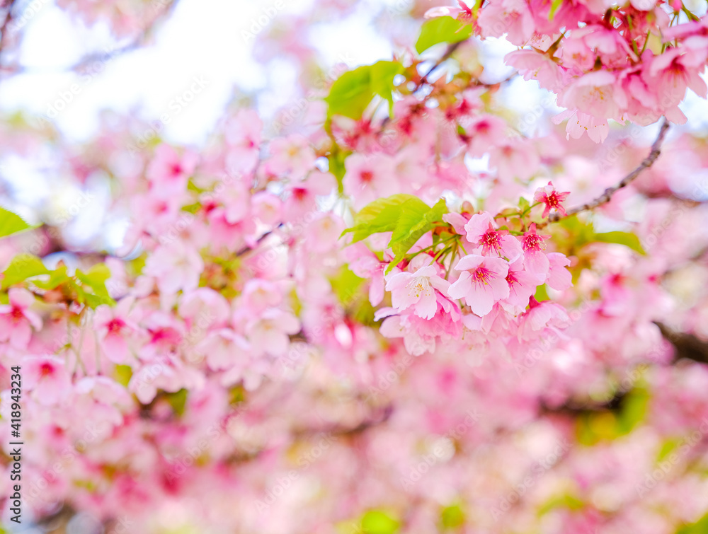 Fototapeta premium 駿府城 河津桜