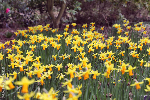 Fototapeta Naklejka Na Ścianę i Meble -  Yellow daffodils, 'Jetfire' Narcissus, in flower in early spring