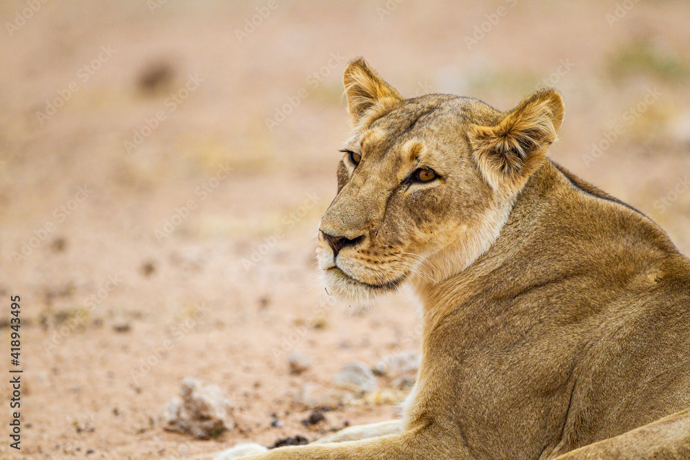 Naklejka premium Close up of a young lioness resting under a tree