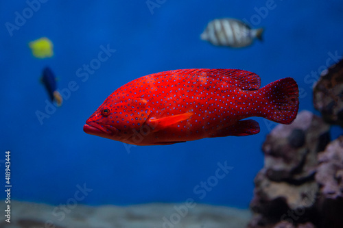 Fotografie Coral hind grouper (Cephalopholis miniata)  in the aquarium.