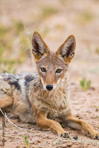 Black-backed Jackal waiting for lions to finish drinking at a water hole © wayne
