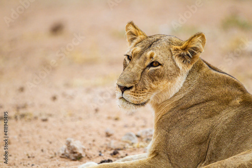 Close up of a young lioness resting  under a tree