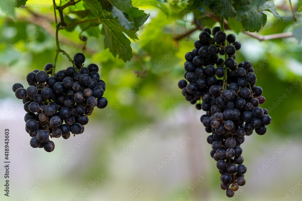Close-up of grapes in the field