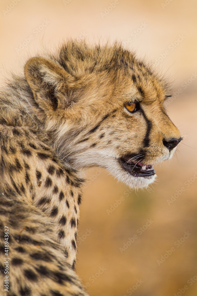 Cheetah hunting in the dry riverbeds of the Kalahari Cheetah hunting in the dry riverbeds of the Kalahari