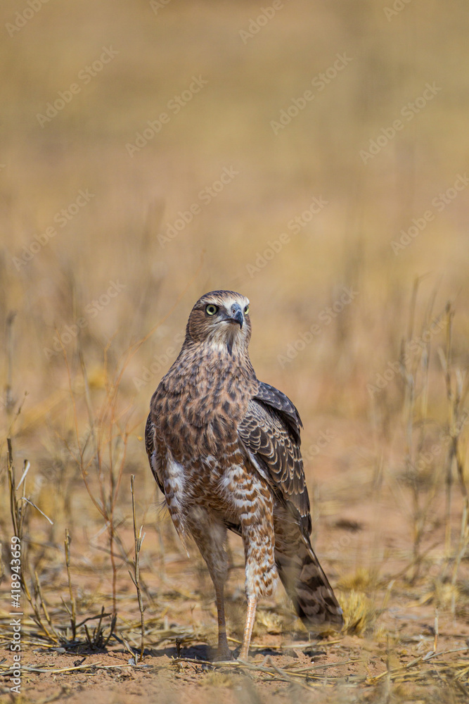 Juvenile Pale Chanting Goshawk hunting on the ground Juvenile Pale Chanting Goshawk hunting on the ground