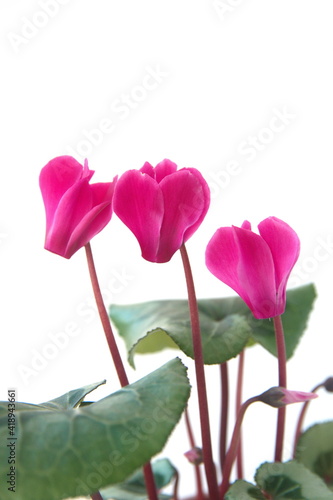 Cyclamen hederifolium  Ivy-leaved cyclamen  sowbread with pink flowers  isolated on white background