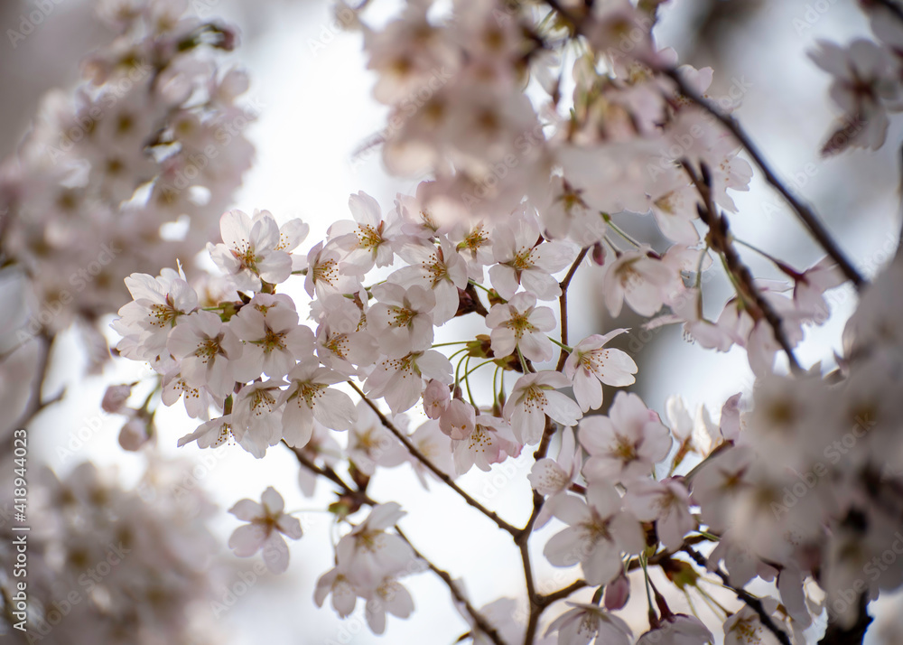 cherry blossoms flowering in spring cherry blossoms flowering in spring