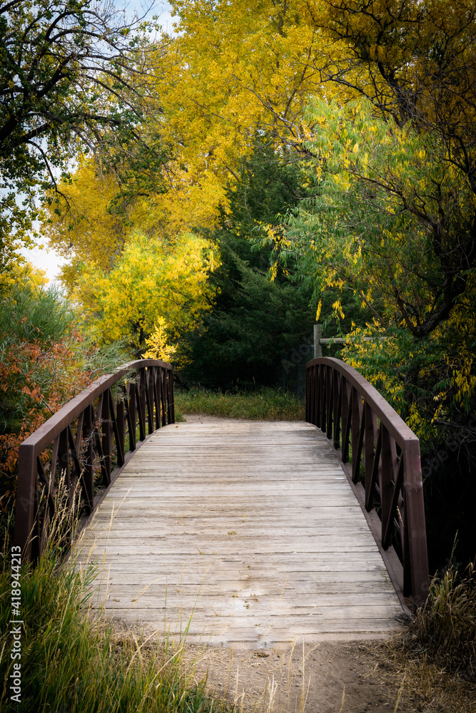 Obraz premium autumn scene with colorful leaves