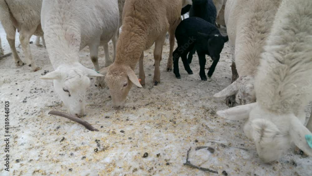 Lambs and sheep eating feed outside in the snow in the spring. Medium shot, low angle. Lambs and sheep eating feed outside in the snow in the spring. Medium shot, low angle.
