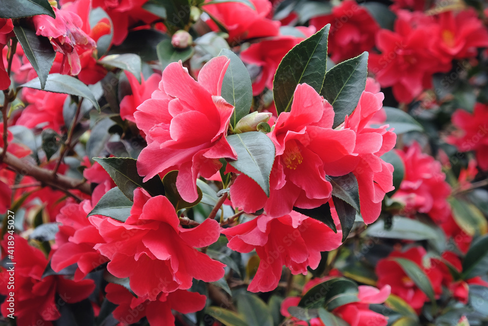 Red Camellia 'Freedom Bell' in flower Red Camellia 'Freedom Bell' in flower