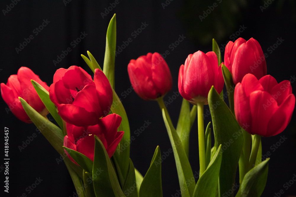 Fototapeta premium Tulips in Bloom