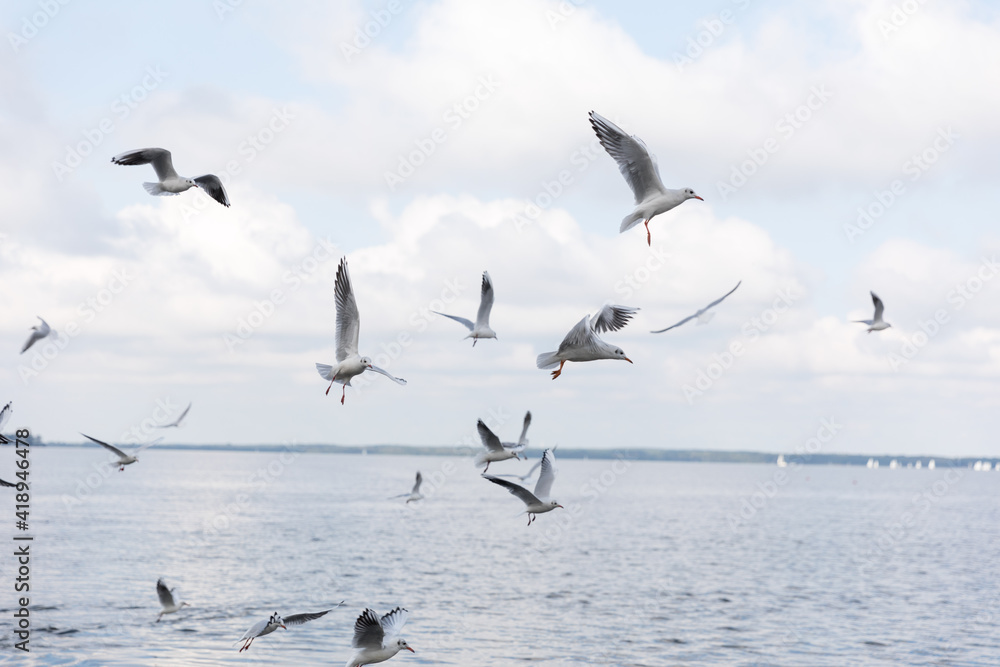 Möwen am Steinhuder Meer