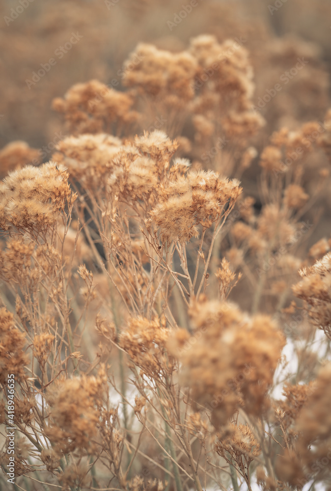 Fototapeta premium fall scene with colorful leaves