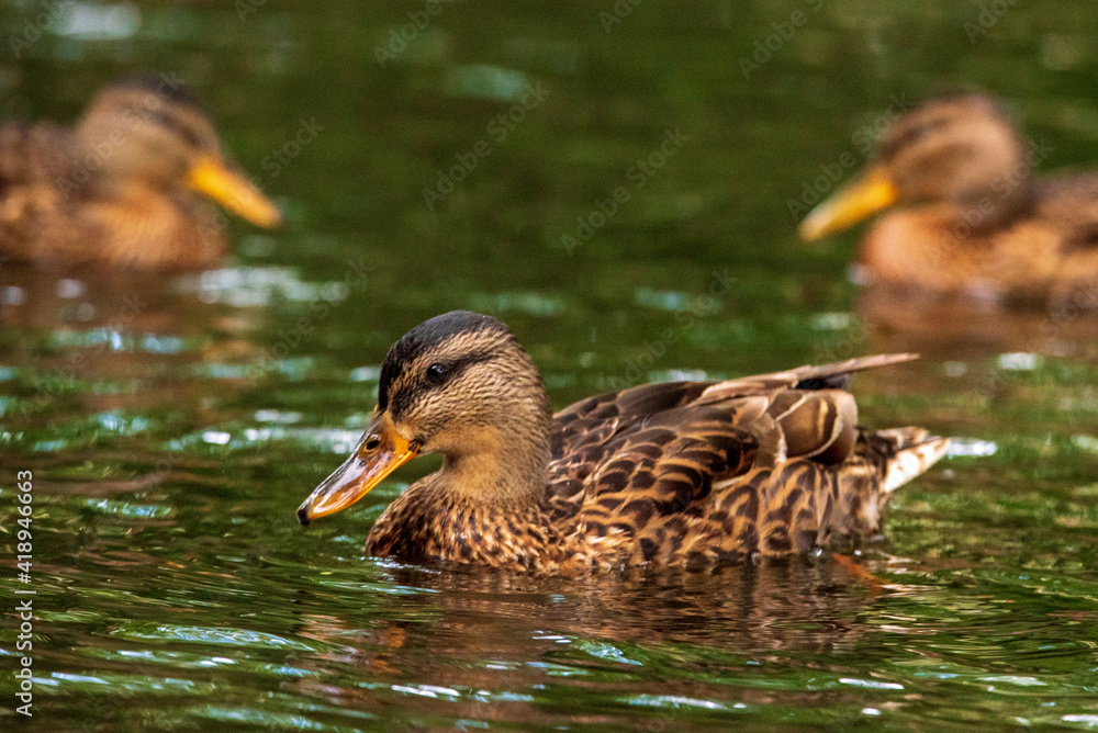 The duck swims in a pond in green water. The duck swims in a pond in green water.