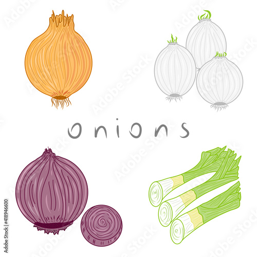 Collection of onions illustrations. Idea for decors, icons, patterns, cooking, food, vegetarian themes.  Isolated vectors on white. Ready-made artworks. 