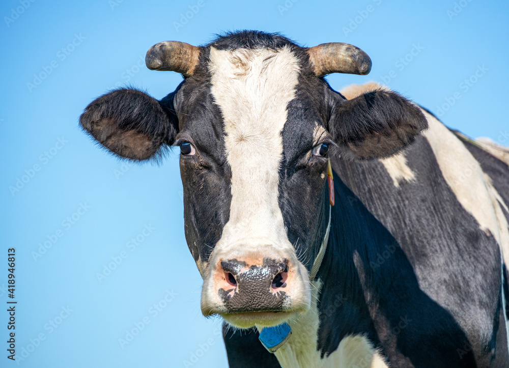 Cow head, portrait profil of a calm mature adult bovine and a farmyard background.