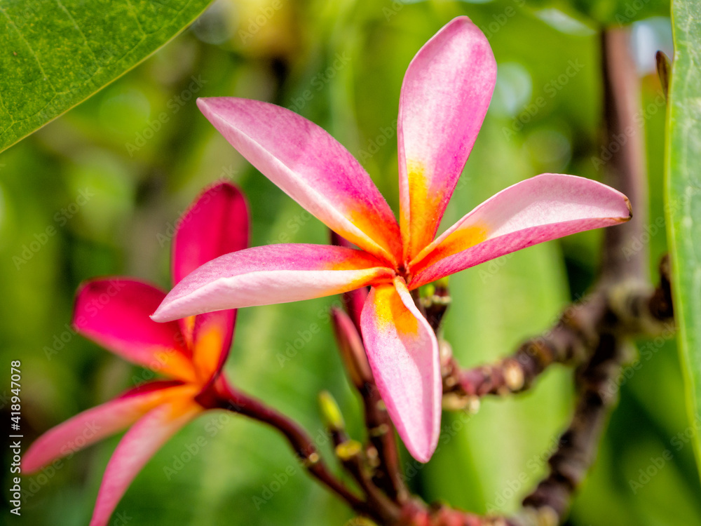 Fototapeta premium Close up view to the pink plumeria on the green background. Zanzibar, Tanzania.