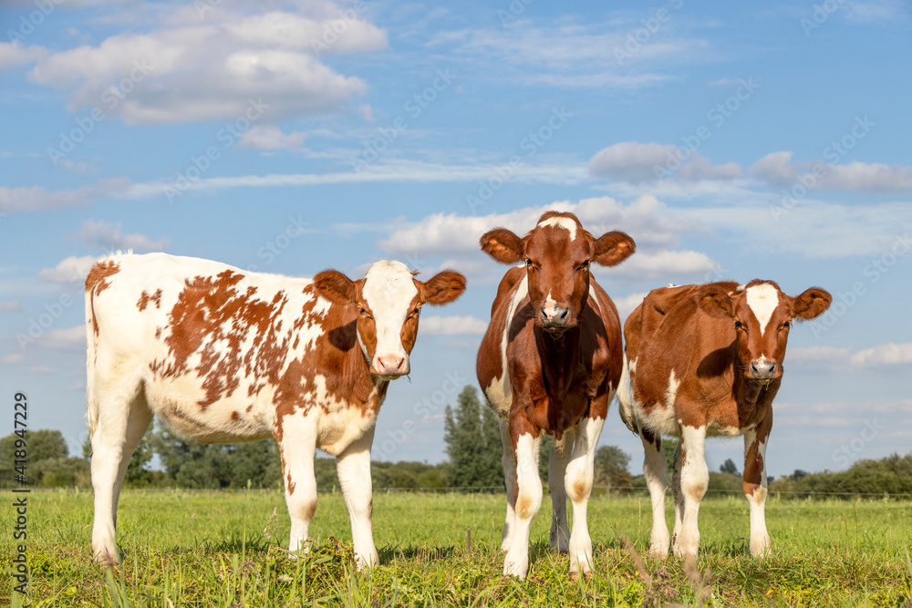 Three cute calves standing upright lovingly together Three cute calves standing upright lovingly together