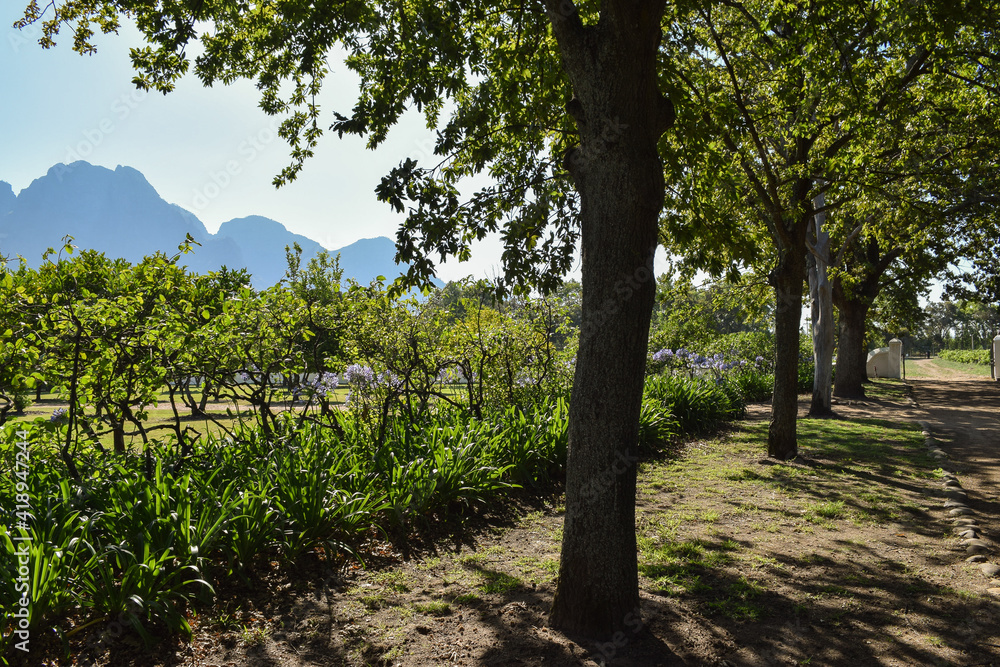 Fototapeta premium Trees casting shadows on the ground, grape vines and mountains in the background. Stellenbosch, South Africa.