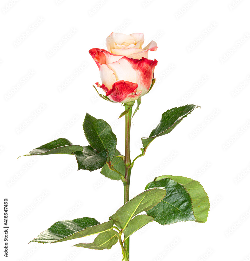 Obraz premium Beautiful red white rose with long stem isolated on white background