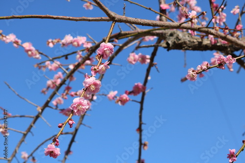 Plum blossoms in fine weather in Izumi City