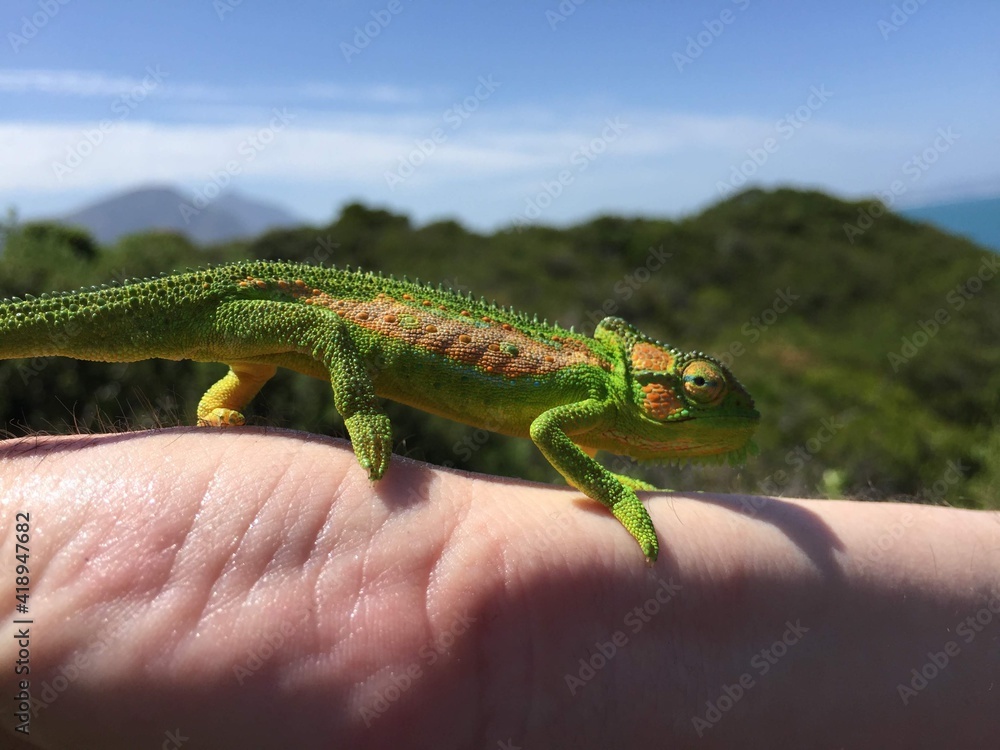 Cape Dwarf Chameleon Cape Dwarf Chameleon