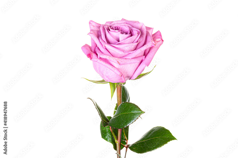 Beautiful pink purple rose with long stem isolated on white background Beautiful pink purple rose with long stem isolated on white background