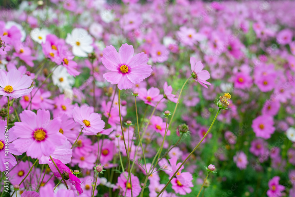 background field aster of cosmos background field aster of cosmos