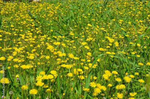 Beautiful garden yellow dandelions blossoming in the Jerusalem spring