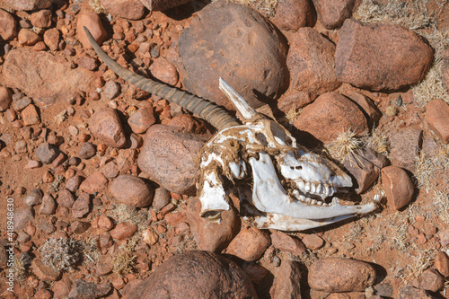 dead antelope scull