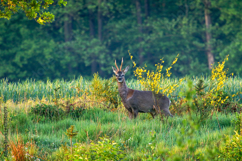 Rehbock im Wald