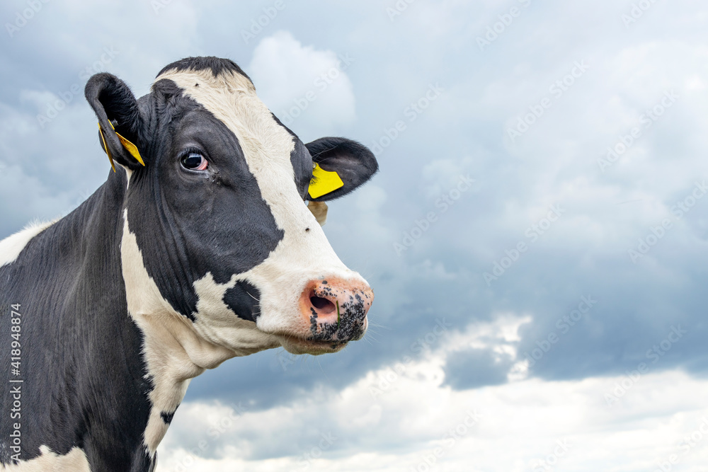 Cow black and white, gentle looking up, pink nose and ear tags Cow black and white, gentle looking up, pink nose and ear tags
