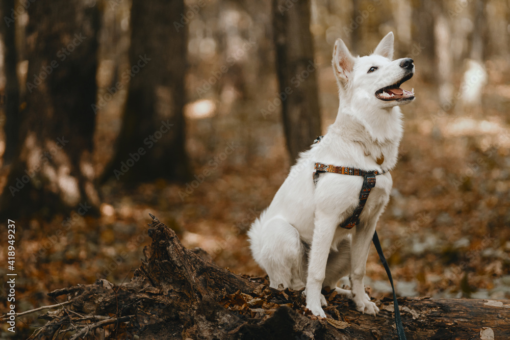 Adorable white dog sitting on old tree in autumn woods. Cute mixed breed swiss shepherd puppy Adorable white dog sitting on old tree in autumn woods. Cute mixed breed swiss shepherd puppy
