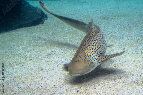 Zebra shark portrait on sand photo