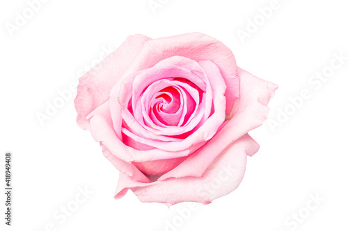 Beautiful pink rose bud isolated on white background