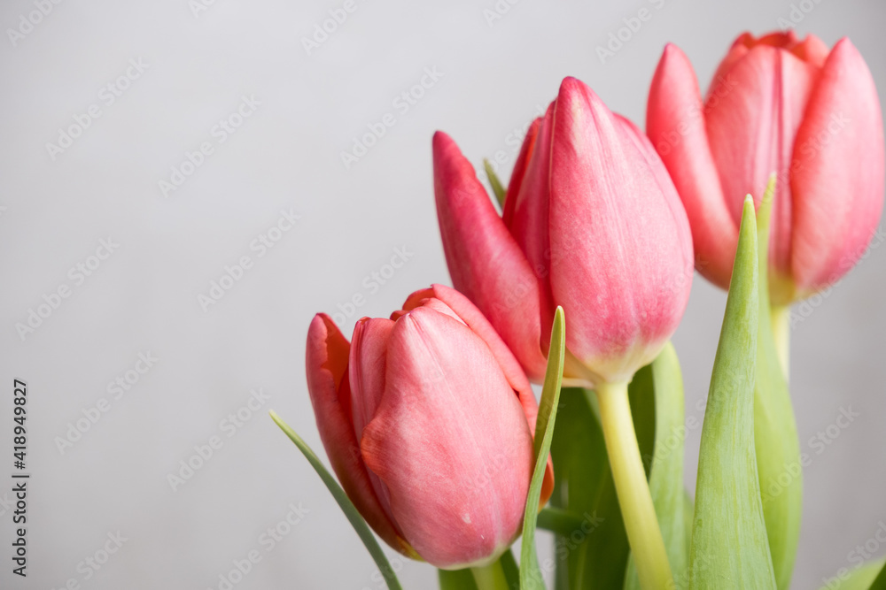 Obraz premium pink tulips on a white background