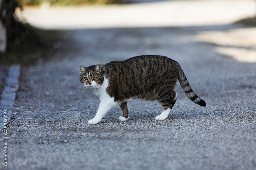 Naklejka premium cat walking