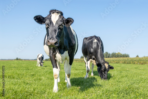Cows grazing in a field, frisian holstein, standing in a pasture under a blue sky and horizon over land